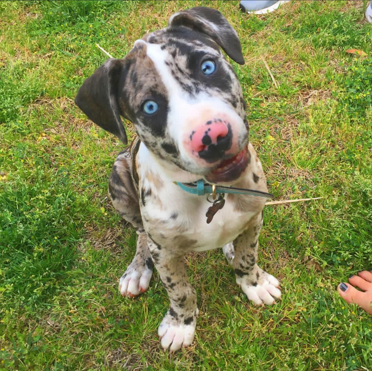 Willy - Male Catahoula Leopard Dog