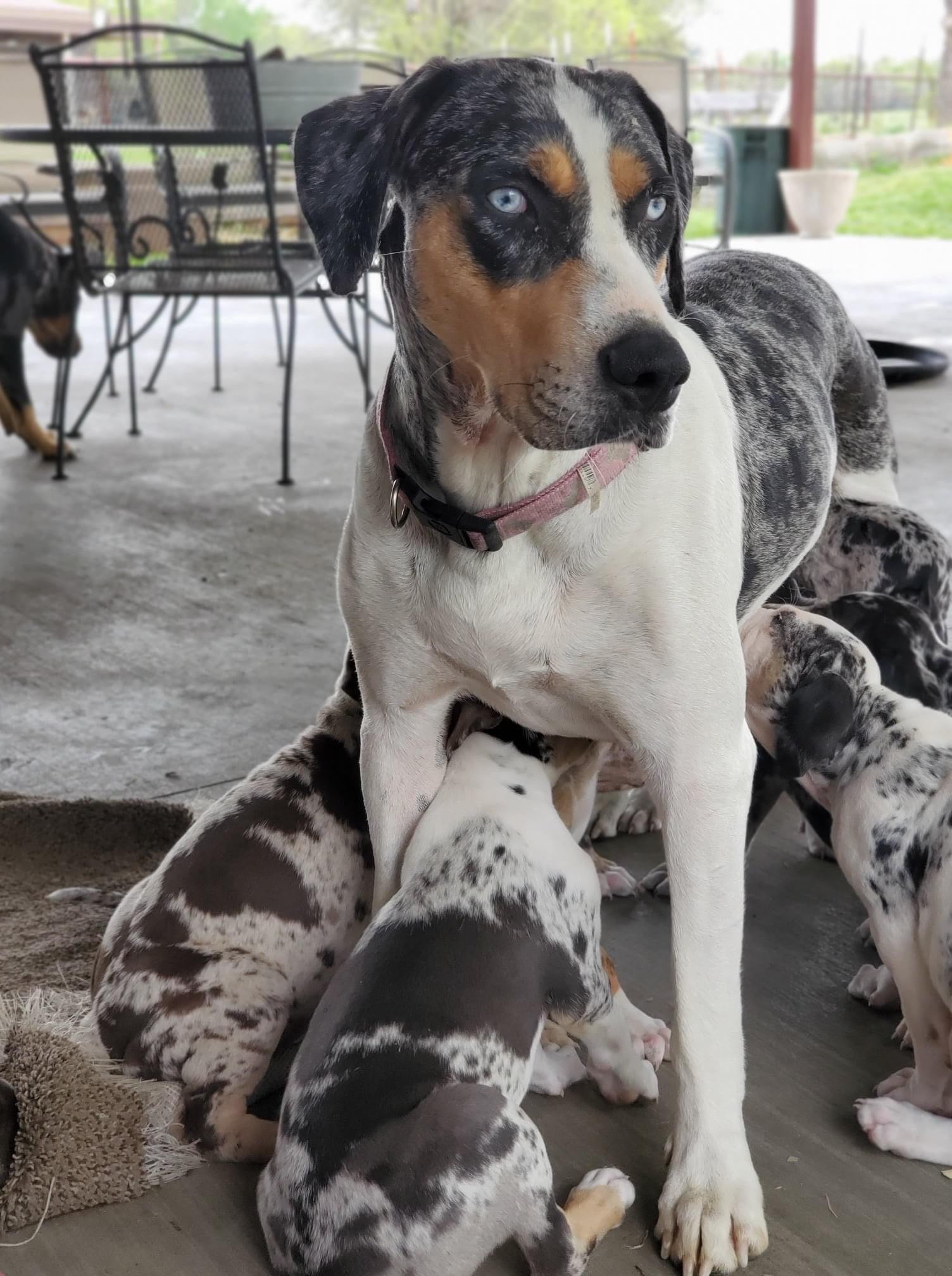 Find Your Catahoula Leopard Dog For Sale Available Catahoula Puppies find-your-catahoula-leopard-dog-for-sale-available-catahoula-puppies