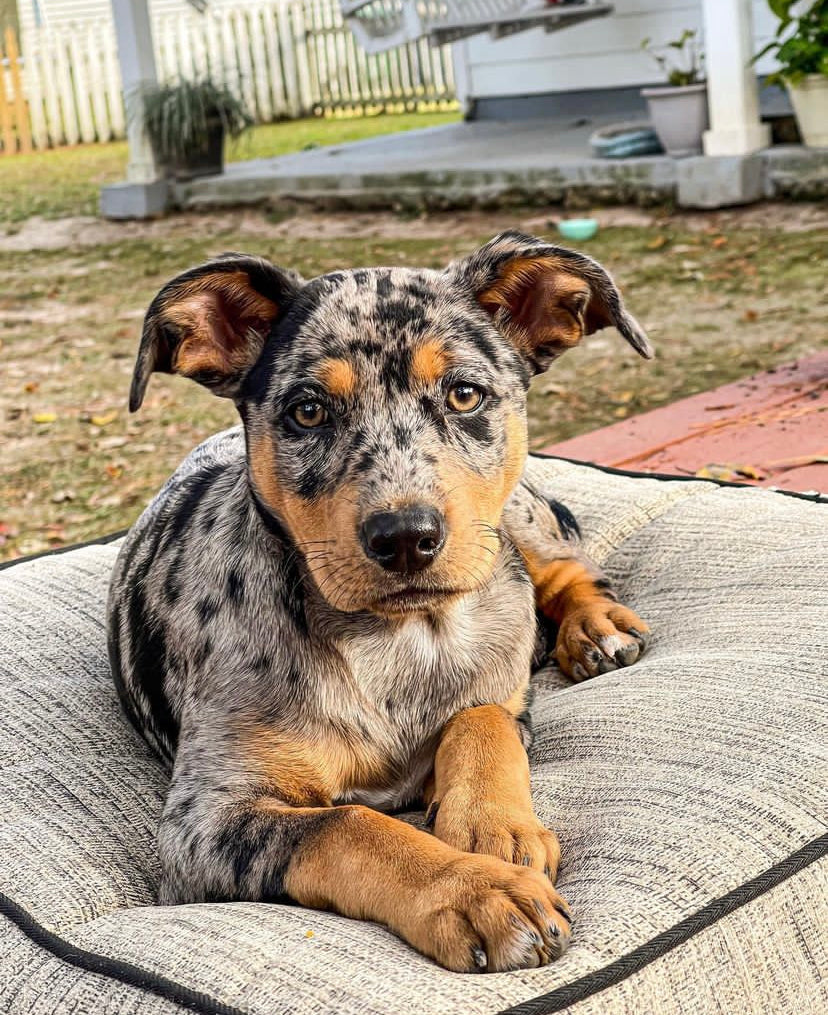 Mora -  Female Catahoula Leopard Dog