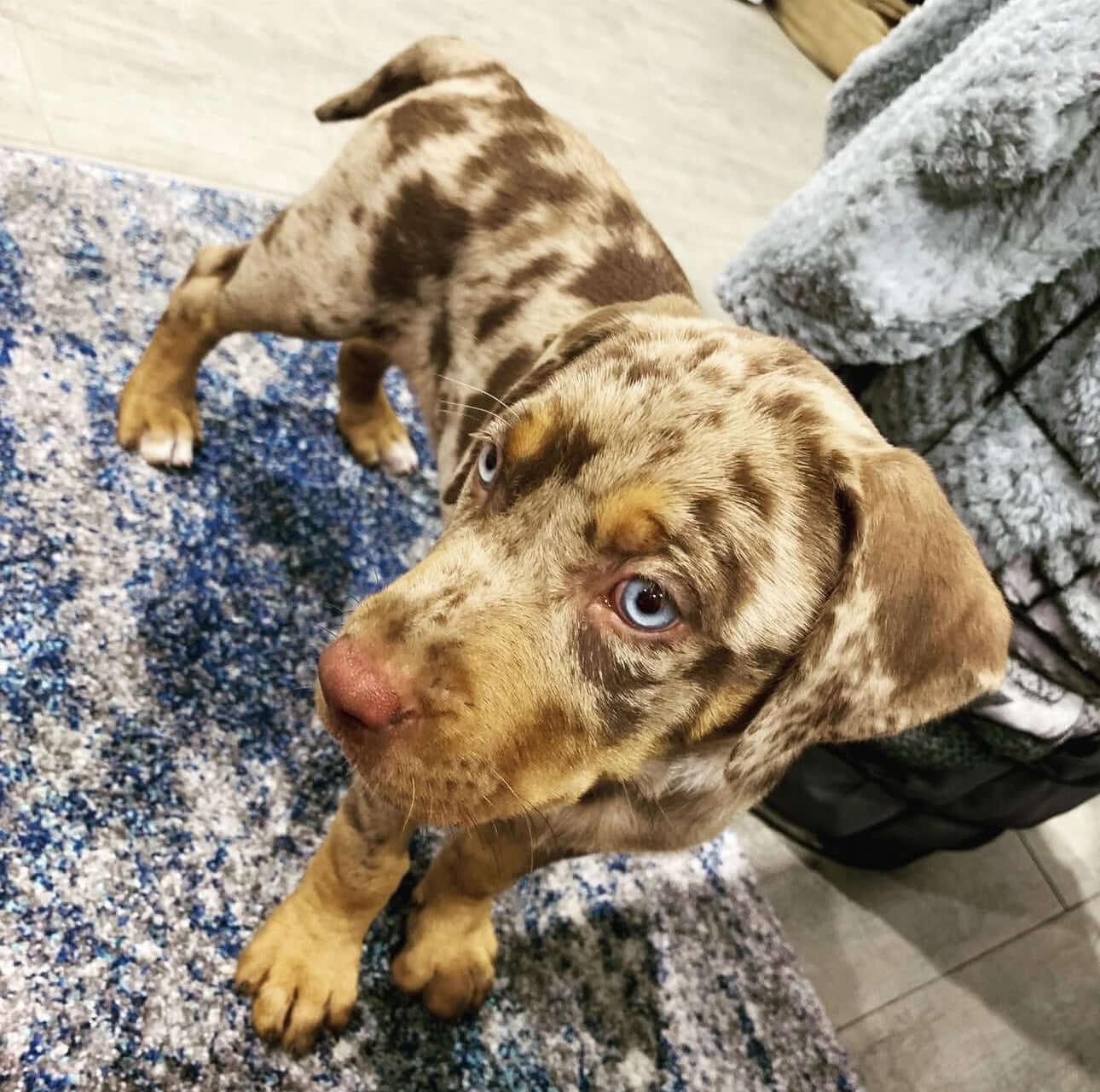 Catahoula Leopard Dog Puppies For Sale | Trusted Catahoula Breeder USA ... Catahoula puppies for sale near me