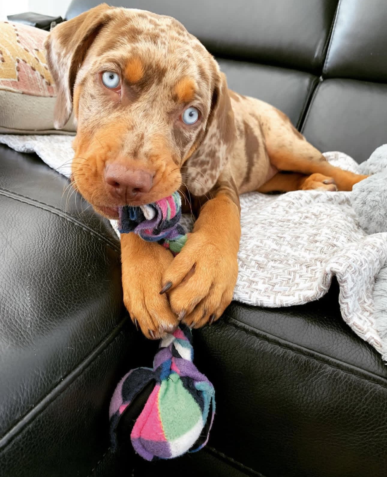 Kora, a female Catahoula Leopard Dog puppy with striking blue eyes and a light merle coat, lounging gracefully on a cream blanket on a black leather couch
