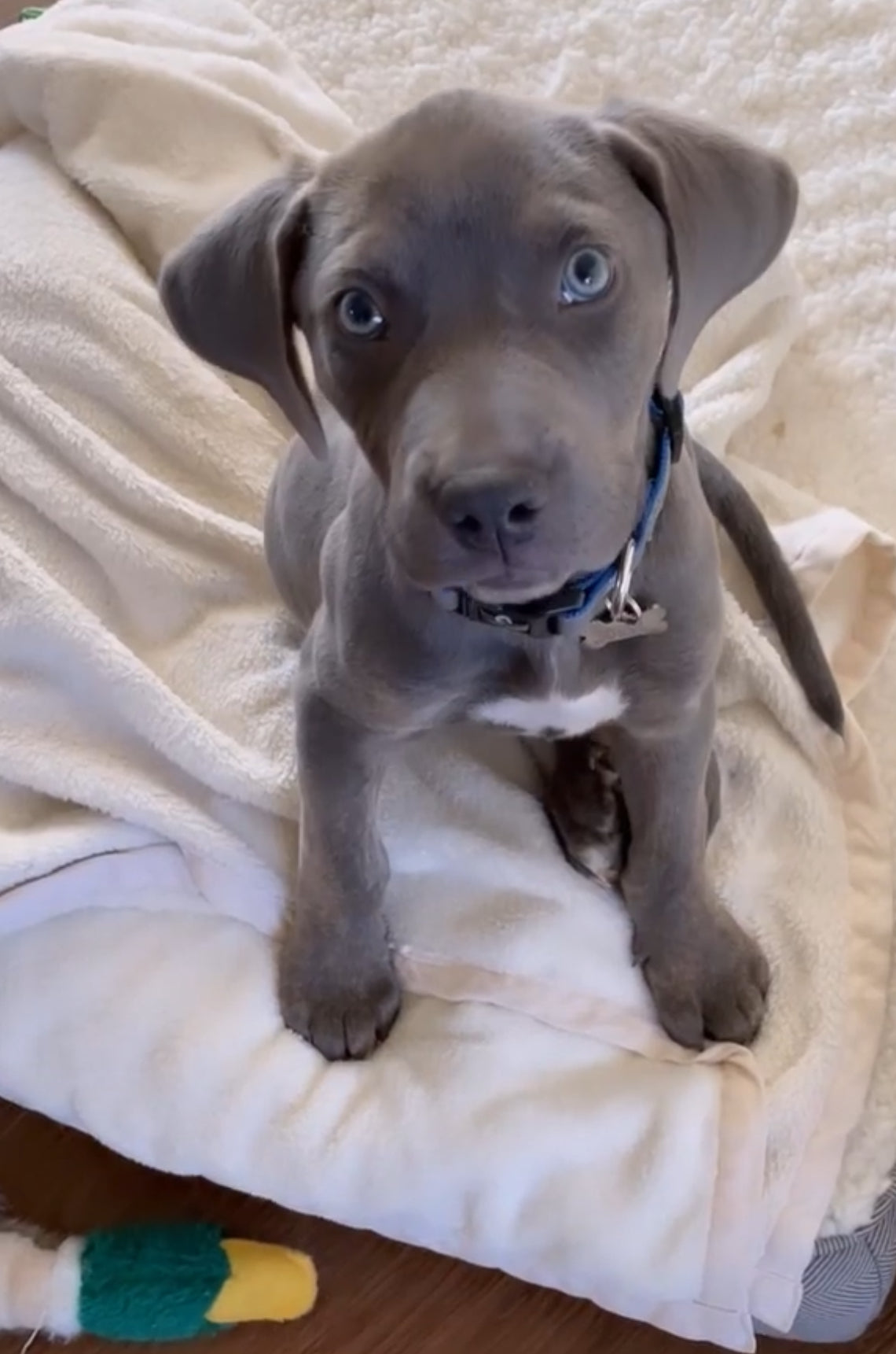 Ranger, a young grey Catahoula Leopard Dog with blue eyes, sitting on a soft blanket and gazing attentively.