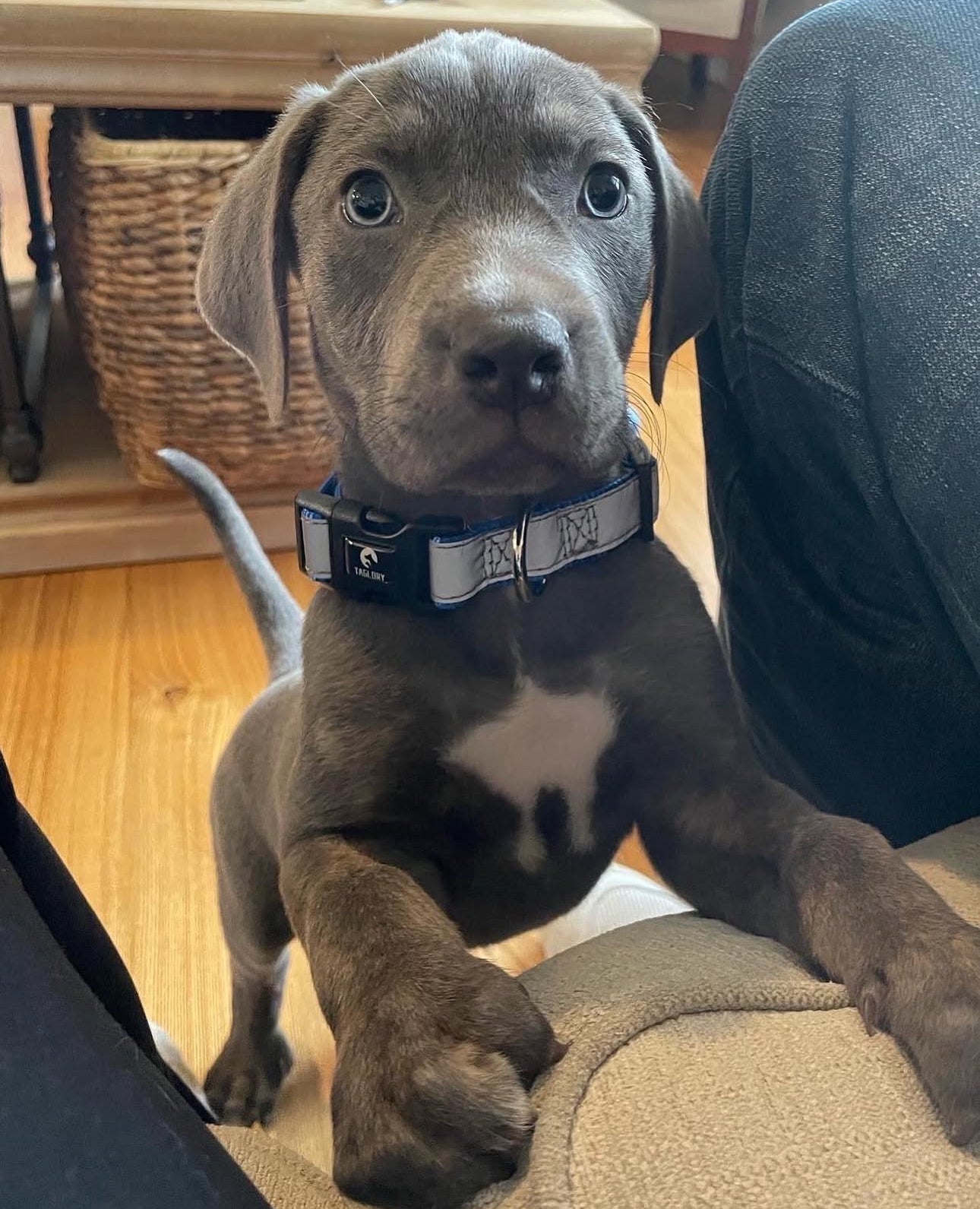 Blue Bayou Catahoula puppy named Ranger standing on his hind legs, showing curiosity and confidence indoors.