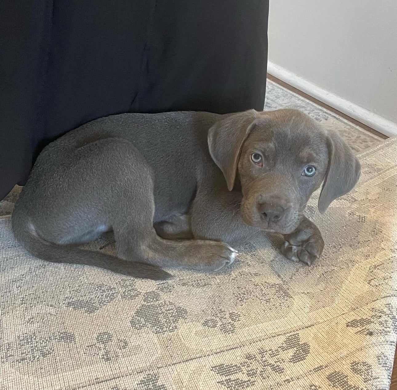 Calm and relaxed Catahoula puppy named Ranger lying on a rug, captured in a quiet indoor moment.

