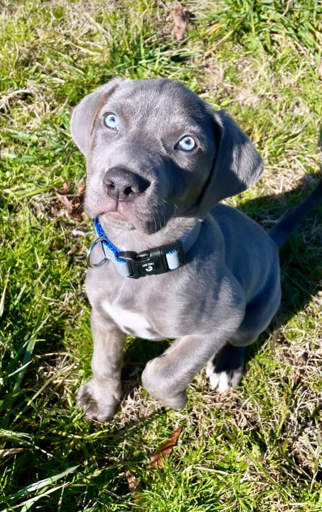 Ranger the Catahoula puppy outside in the grass, looking up with bright blue eyes and wearing a blue collar.