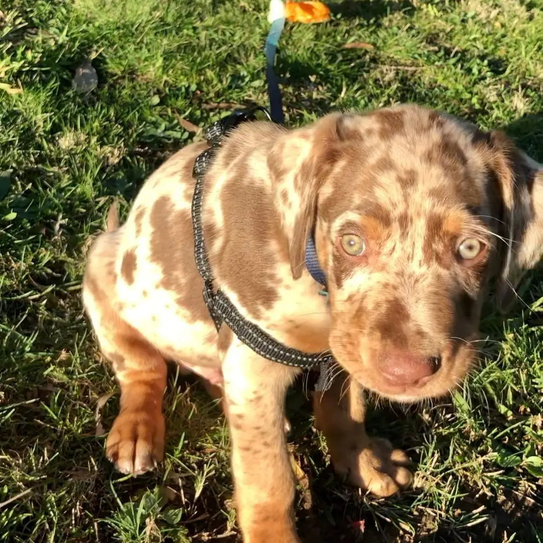 Catahoula Leopard Dog For Sale Available Catahoula Puppies For Sale catahoula-leopard-dog-for-sale-available-catahoula-puppies-for-sale