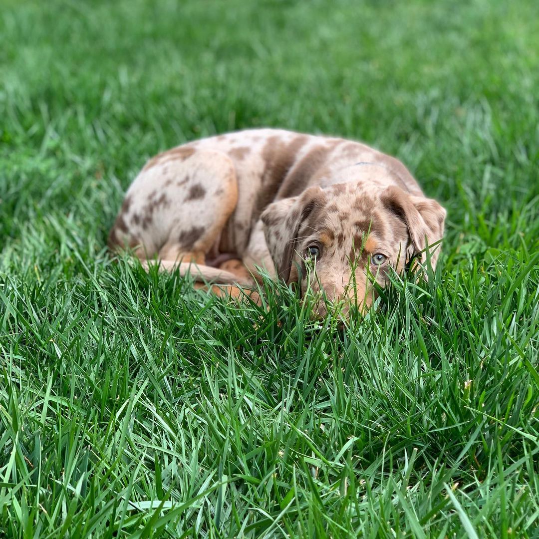 Koda, a male Catahoula Leopard Dog puppy with a caramel and chestnut merle coat, partially hidden in green grass, peeking out curiously