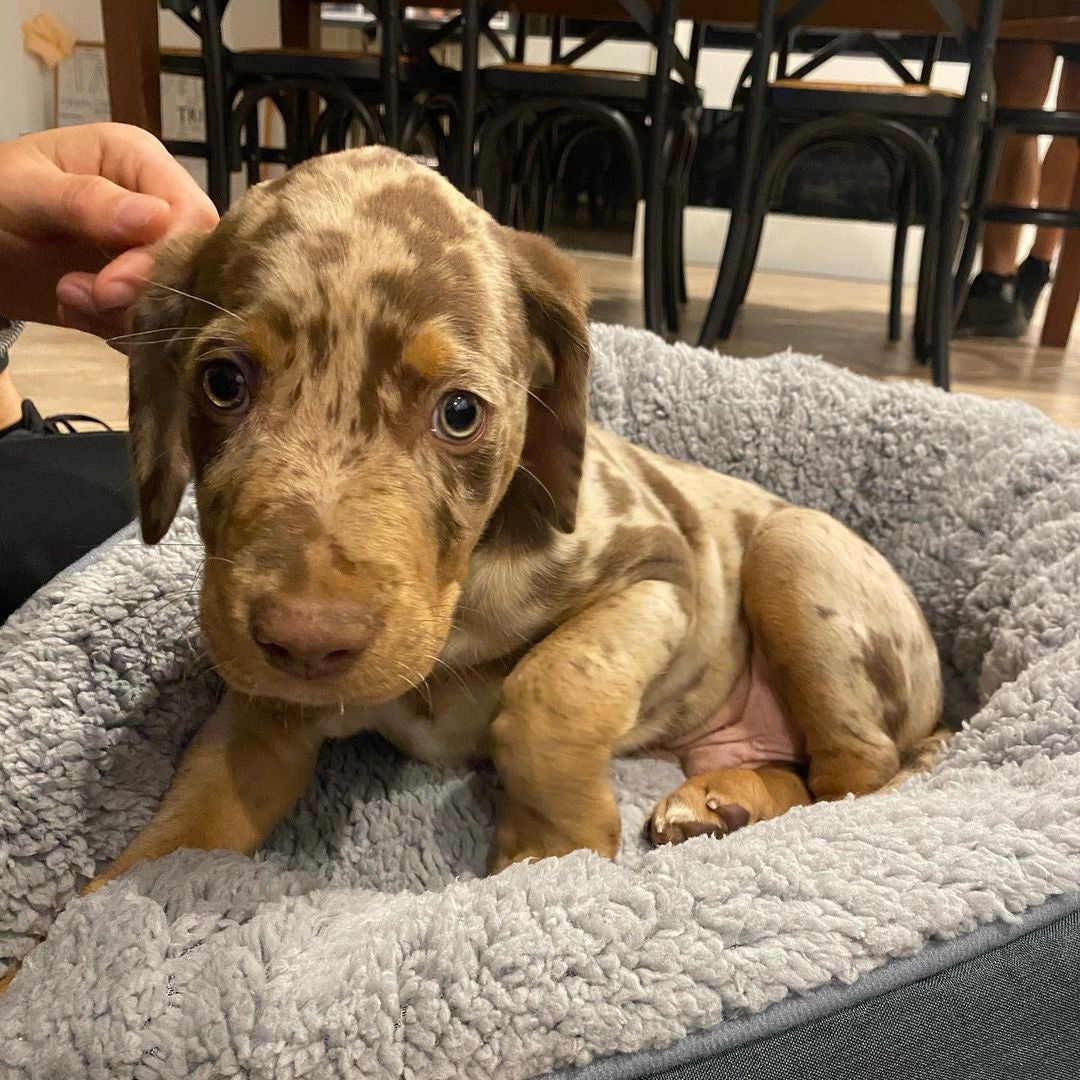 Koda, a male Catahoula Leopard Dog puppy with a light brown merle coat, curled up in a soft grey dog bed, gazing forward with gentle eyes