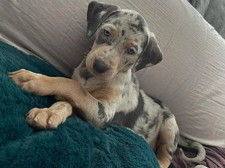 Catahoula Leopard Dog For Sale Available Catahoula Puppies For Sale catahoula-leopard-dog-for-sale-available-catahoula-puppies-for-sale