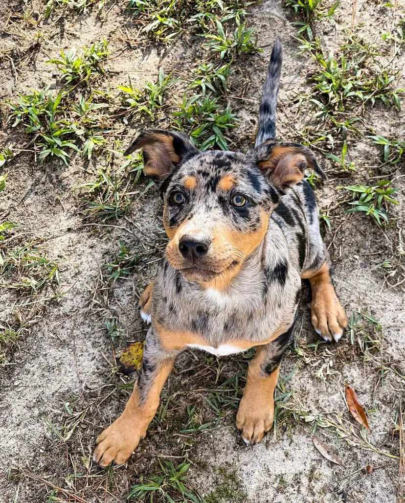 Catahoula fashion leopard dog akc