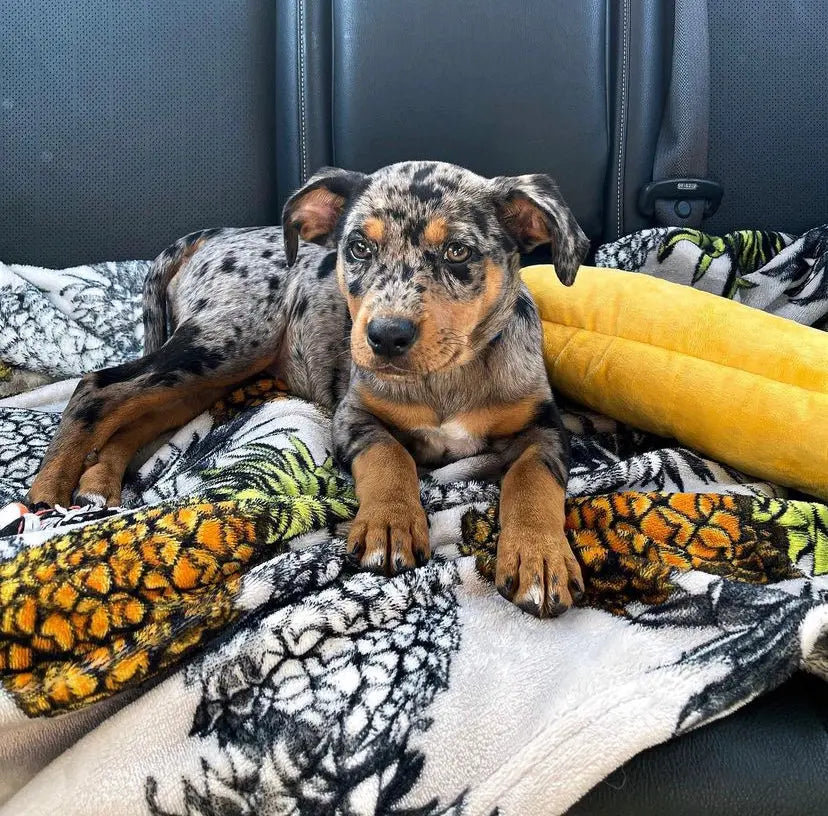 Catahoula Leopard Dog For Sale Available Catahoula Puppies For Sale catahoula-leopard-dog-for-sale-available-catahoula-puppies-for-sale