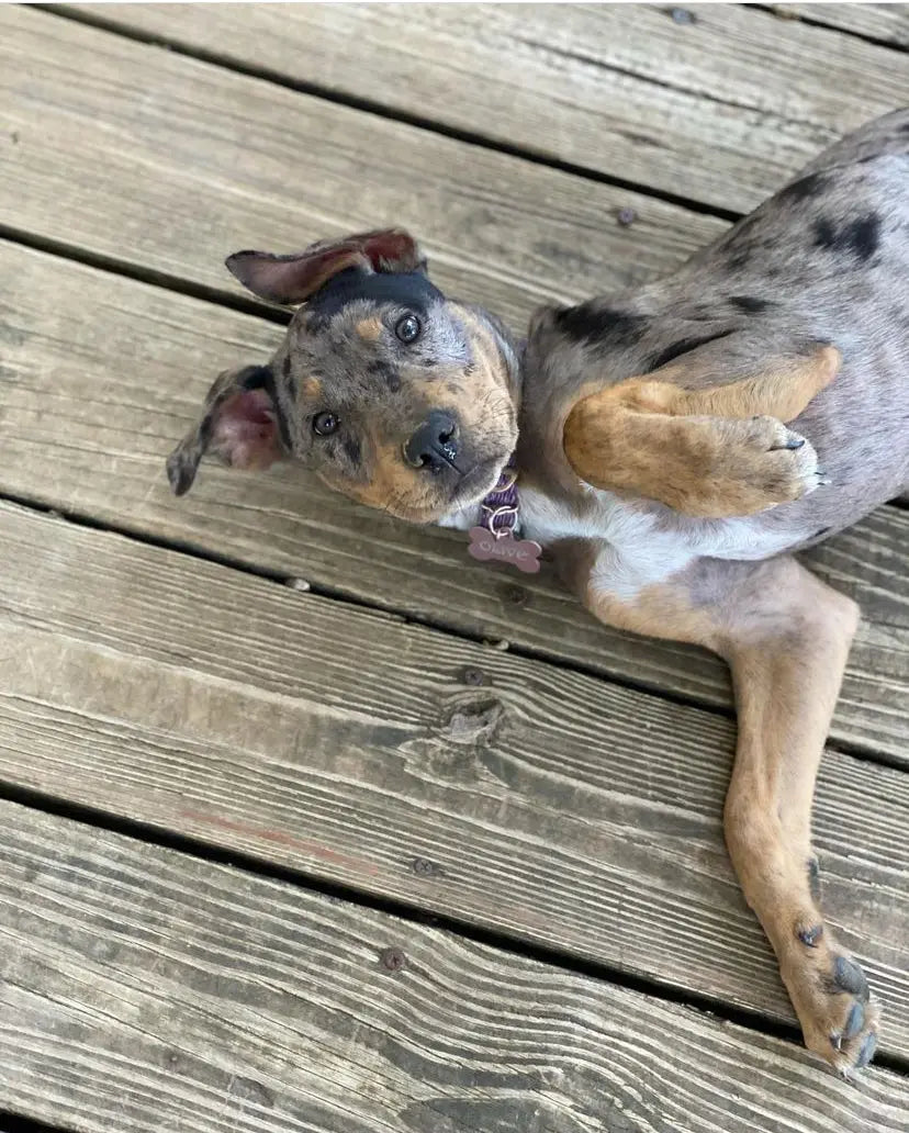 OLIVE The Best Catahoulas Land