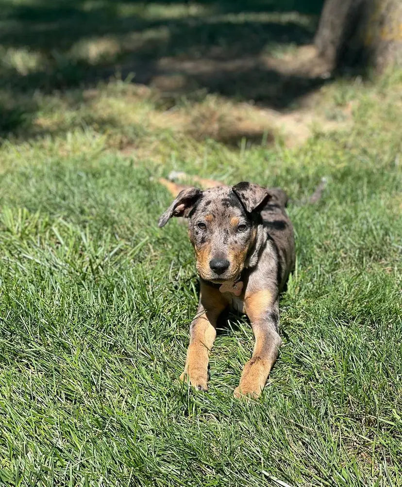Catahoula Leopard Dog For Sale Available Catahoula Puppies For Sale