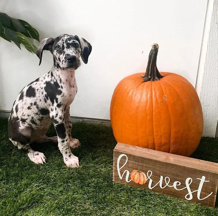 Catahoula Leopard Dog Puppies For Sale | Trusted Catahoula Breeder USA ... Catahoula Leopard Dog Puppies For Sale | Trusted Catahoula Breeder USA ...