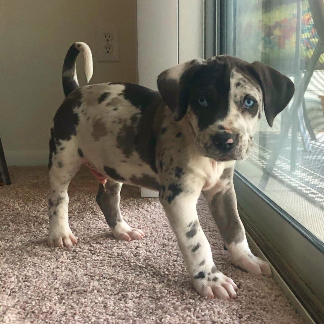 Tycho - Male Catahoula Leopard Dog