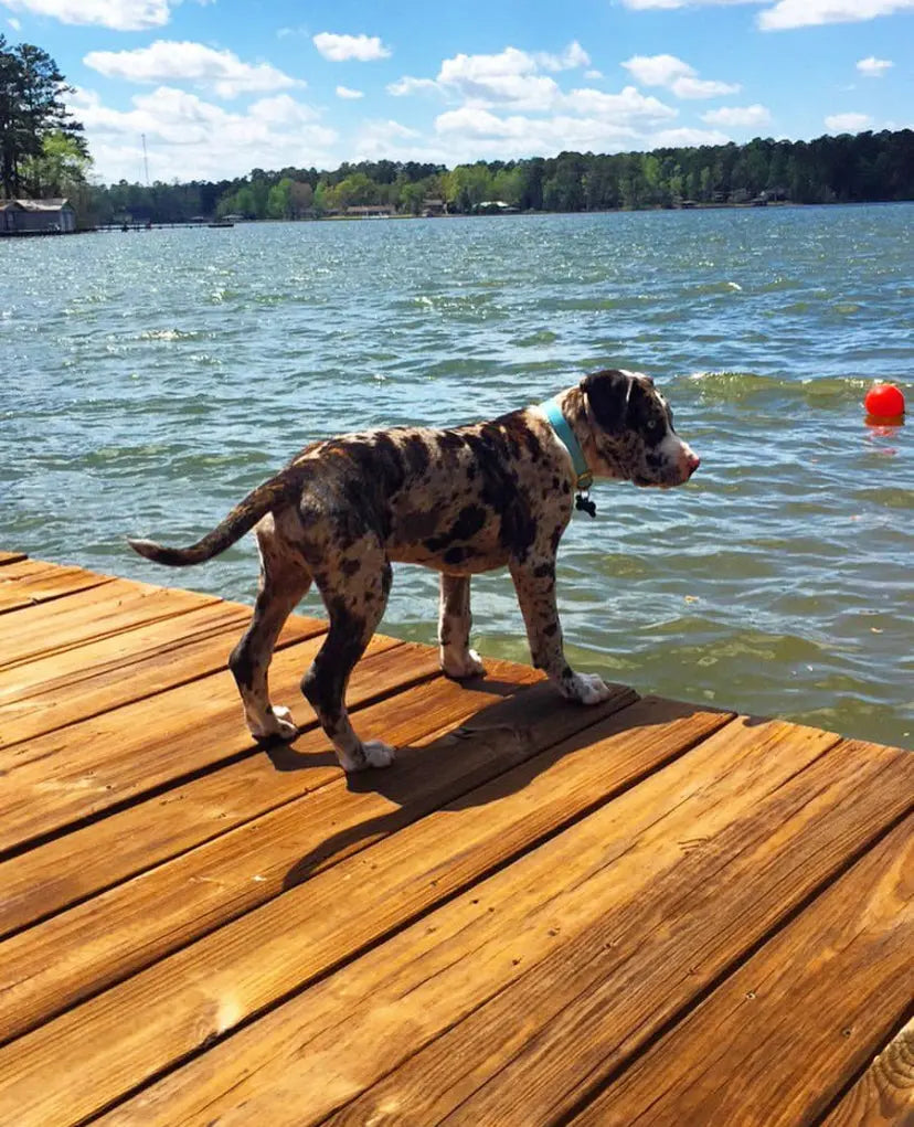 WILLY The Best Catahoulas Land