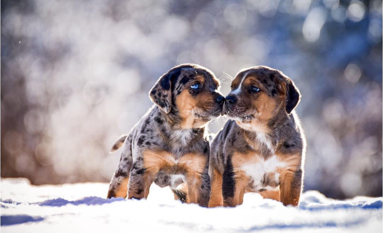 Two Catahoula Leopard Dog puppies with merle coats touching noses while standing in snow, showcasing the breed’s natural beauty and unique coat patterns.


