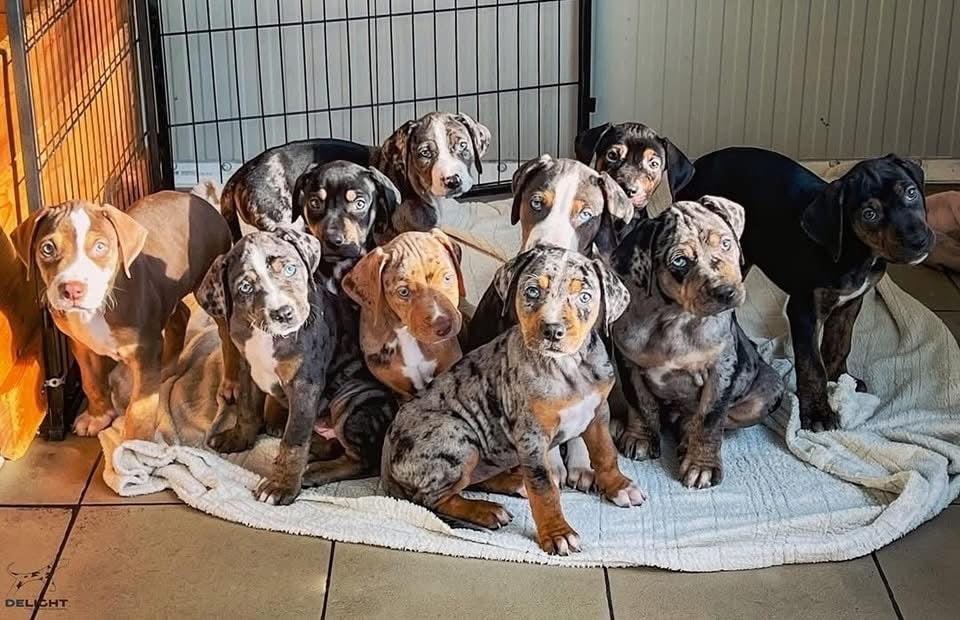 Catahoula Leopard Dog puppies in diverse merle and solid coat colors, sitting on a blanket inside a kennel, representing quality Catahoula puppies for sale.

