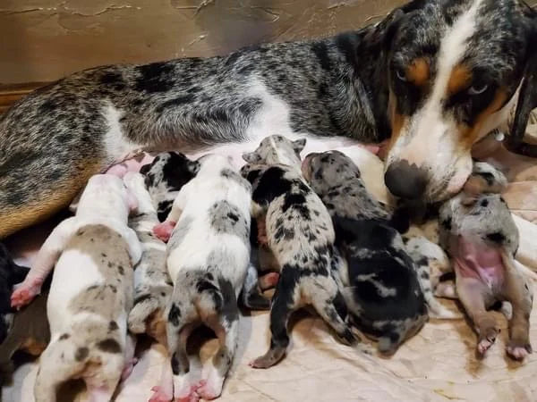 female catahoula leopard Dog with a litter of cutes puppies on a wooden floor