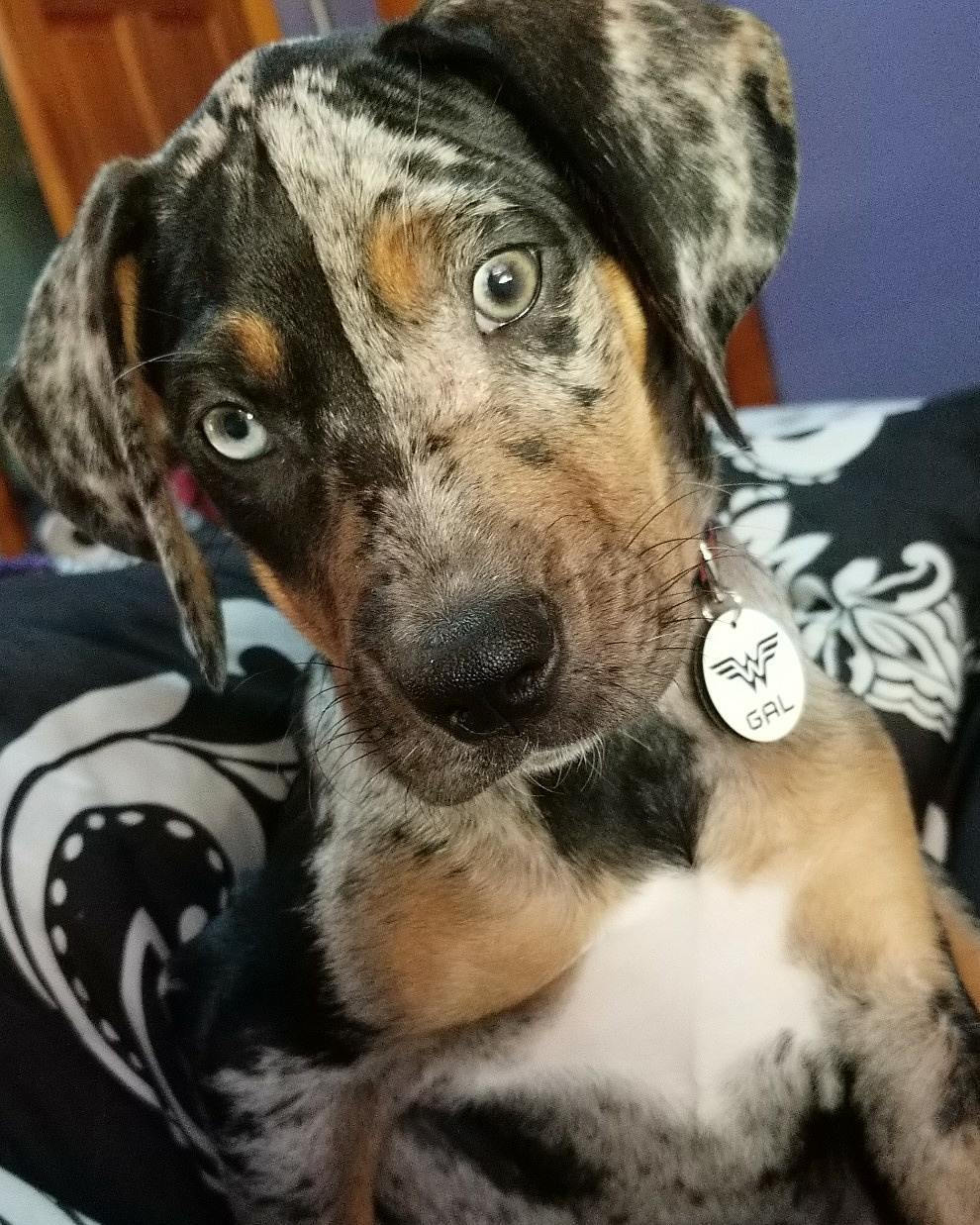Catahoula Leopard Dog puppy Gal tilting her head, showcasing her distinctive merle markings, tan eyebrows, and curious blue eyes