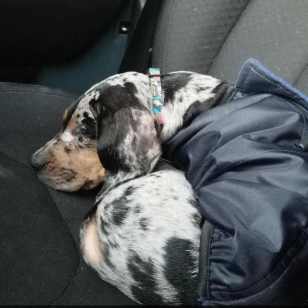al, a female Catahoula Leopard Dog puppy with merle fur and tan points, curled up and sleeping peacefully on a car seat.