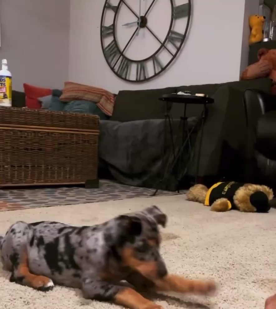 Video of female Catahoula Leopard puppy MORA learning new commands such as lie down, stand up, and turn around. 