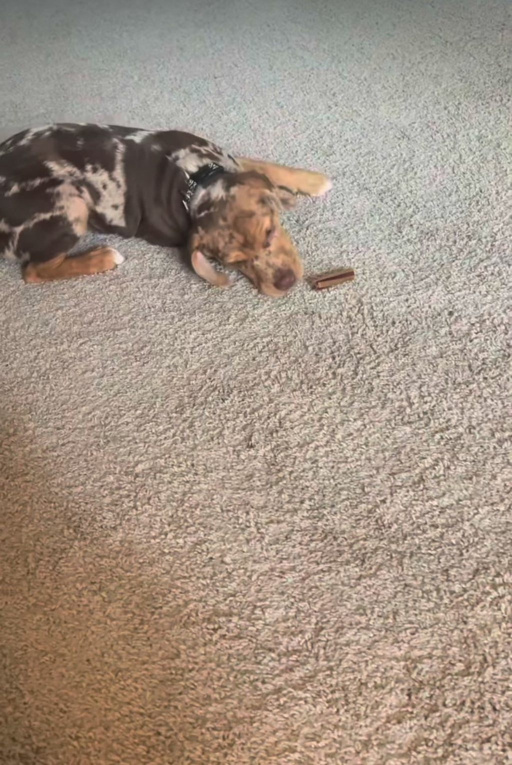 catahula leopard dog puppy playing in the house