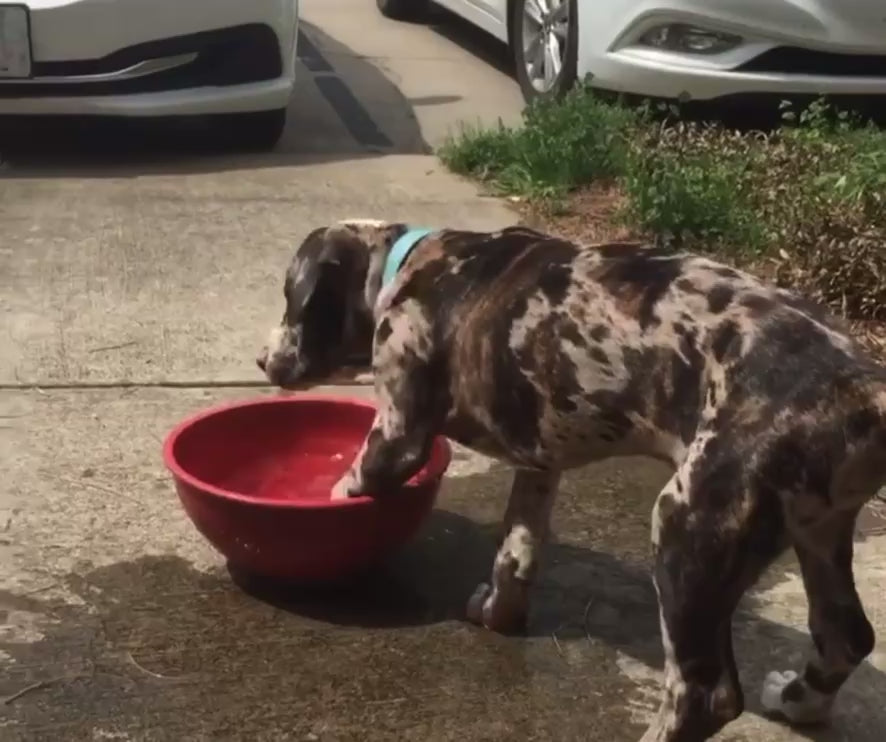Video of Willy, a male Catahoula puppy playing with water in a basin. 
