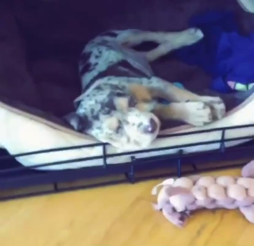 Video of BODHI, the Catahoula Leopard puppy, eating and walking around the house. 