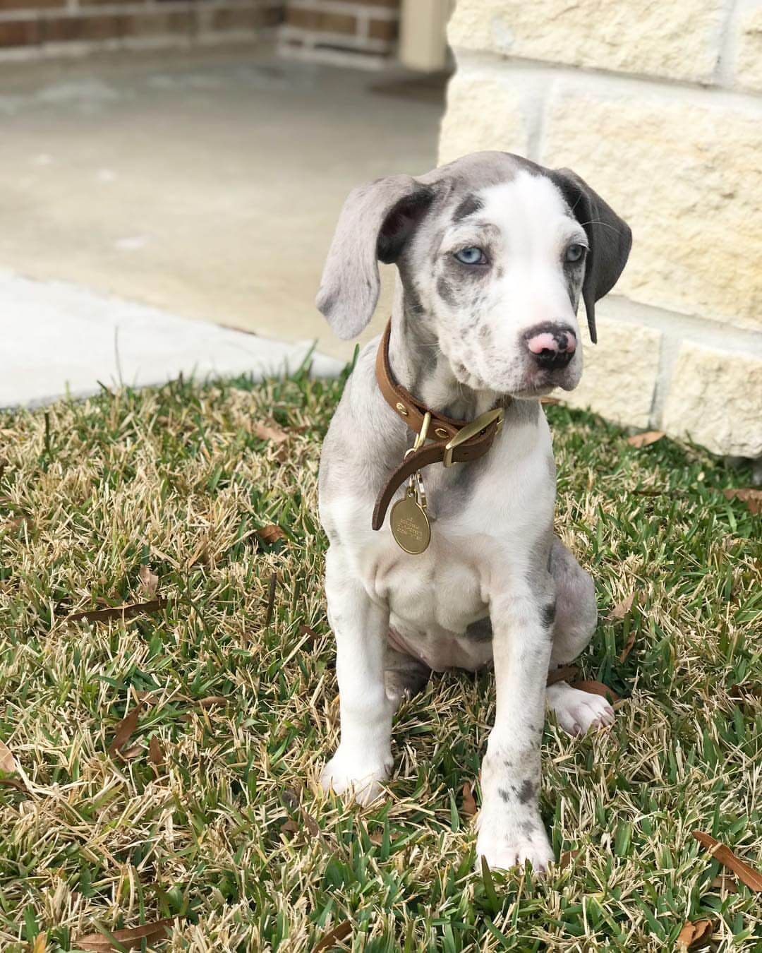 Catahoula Leopard Dog Puppies For Sale NALC AKC Catahoula Puppies catahoula-leopard-dog-puppies-for-sale-nalc-akc-catahoula-puppies
